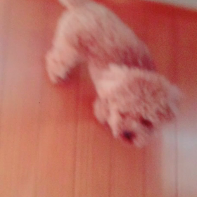 ずっとついてくるトイプードルの画像