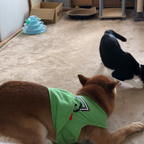 うちの4にんの息子たち。の画像
