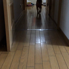 小鉄、新しいおもちゃをもらうの画像