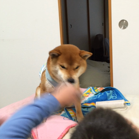 しかたないの画像