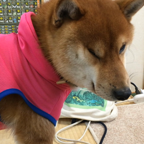 小鉄28日目 え、の画像