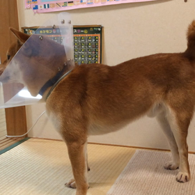 小鉄、あの〜の画像