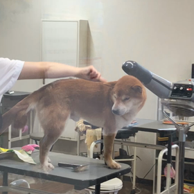困り顔の犬。の画像