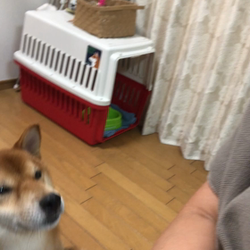 ちょいちょい。の画像