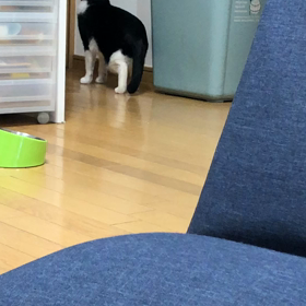 いない、、の画像