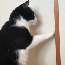 あけて。の画像