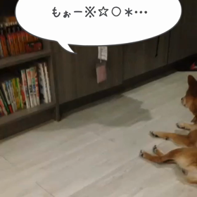 出待ちする柴犬小鉄。の画像