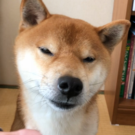 昨日の夢。の画像