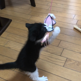 釣れた。の画像