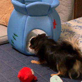 兄弟ゲンカ？！の画像