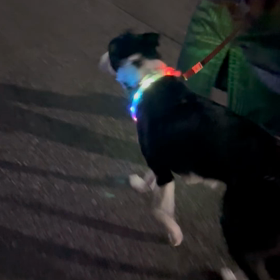 クリスマスツリーじゃないよの画像