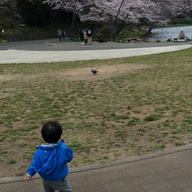 鳩の危機の画像