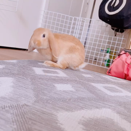 ティオ部屋んぽ♡の記事動画