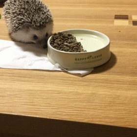 ラテちゃんダイエット？の画像