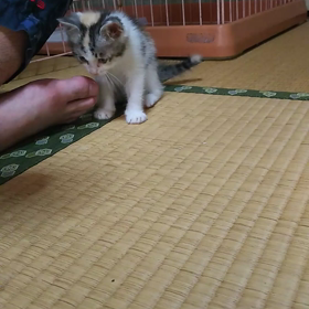 初めて会った時の おマメちゃん(=ﾟωﾟ=)の画像
