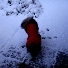 初雪の画像