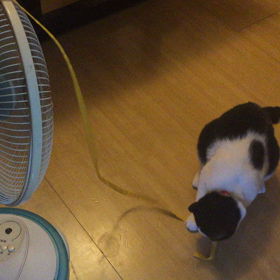 自動猫じゃらし き (ฅ'ω'ฅ)の画像