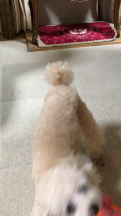 夕飯後の様子を動画に撮ってみました。の記事動画