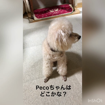 私はここよ！の記事動画