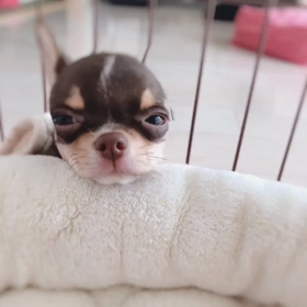 お犬の気持ち〜平成最後〜の画像