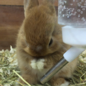 うさぎの名前の画像