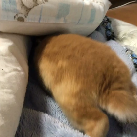 今日もキュートなお尻ですの画像