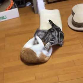 最後のひと蹴りの画像