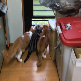 お友達？の画像