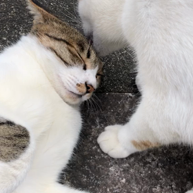 チャチャ＆クゥ♡寂しいけどお留守番よろしくねっの画像