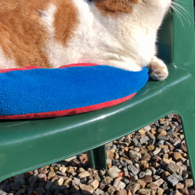 いよいよ大晦日♡今年もワンパクだったチャチャandクゥの画像