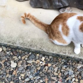 チャチャちゃん負傷で病院へ…の画像