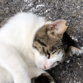 ひさびさのご近所さん猫♡しろちゃん❣️の画像