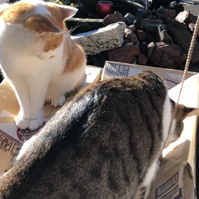 しばらくお別れやねぇ♡チャチャ＆クゥ♪の画像