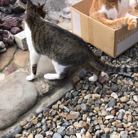 寒い日だけど日向ぼっこしてるチャチャ＆クゥ♡の画像