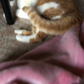 今日はニャンの日⁉️2/22はネコ様の日でーす♡の画像