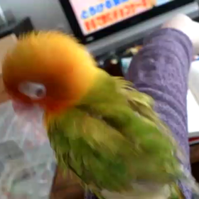 水浴び後のお手入れリョウちゃんの画像