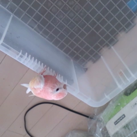 ピューイ↑の画像