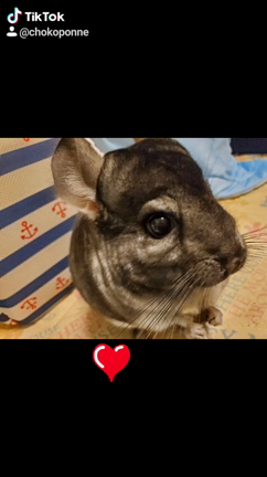 祝一歳の誕生日の記事動画