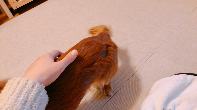 くるくる活動の記事動画