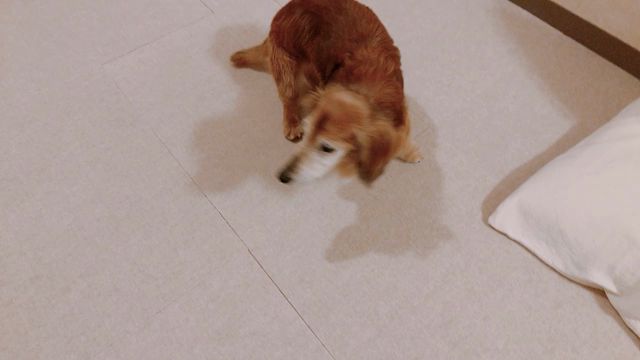 満月が近づくとの記事動画