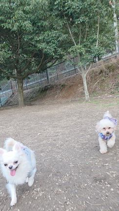 ご褒美ドッグランの記事動画