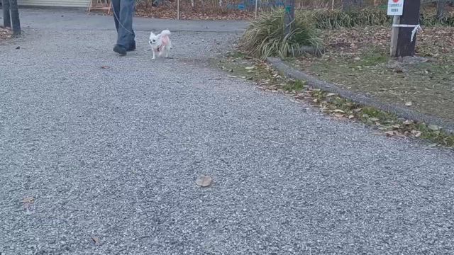 今年もよろしくお願いしますの記事動画
