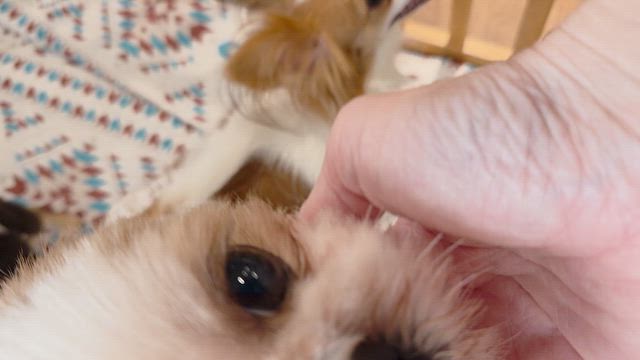 ご来場ありがとうございました！《すばる》おめでとう！！の記事動画