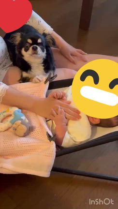 卒業犬けんたの記事動画