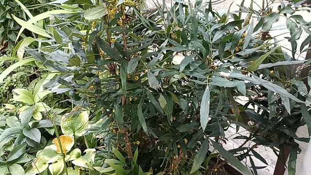 秋は楽しいね。の記事動画