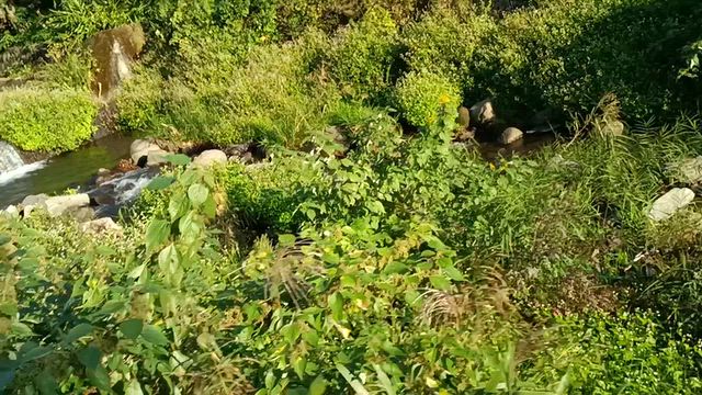 休養日〜楽しく歩くの記事動画