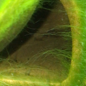 アピスト・カカトゥオイデスの浮上まで…の画像