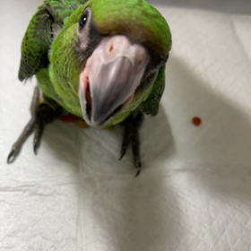 ズアカハネナガの画像
