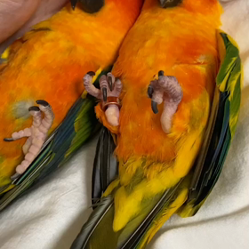 コガネメキシコインコの画像