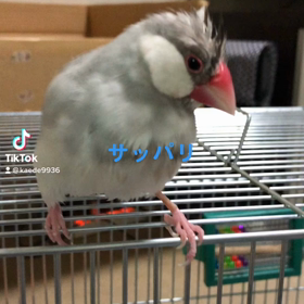 TikTokデビューの画像
